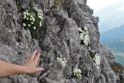 68 Rocce cosparse di Sassifraga di Vandelli (Saxifraga Vandellii)